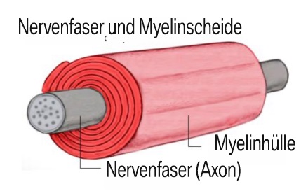 Myelinisierung-001
